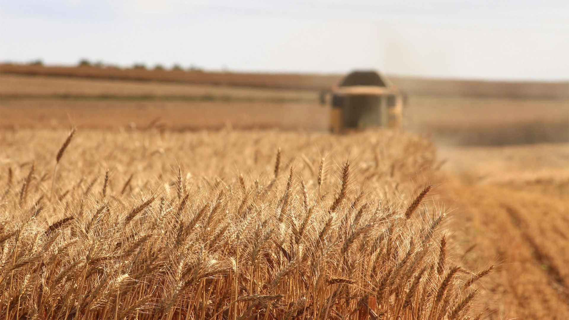 Wheat Production in Central Europe