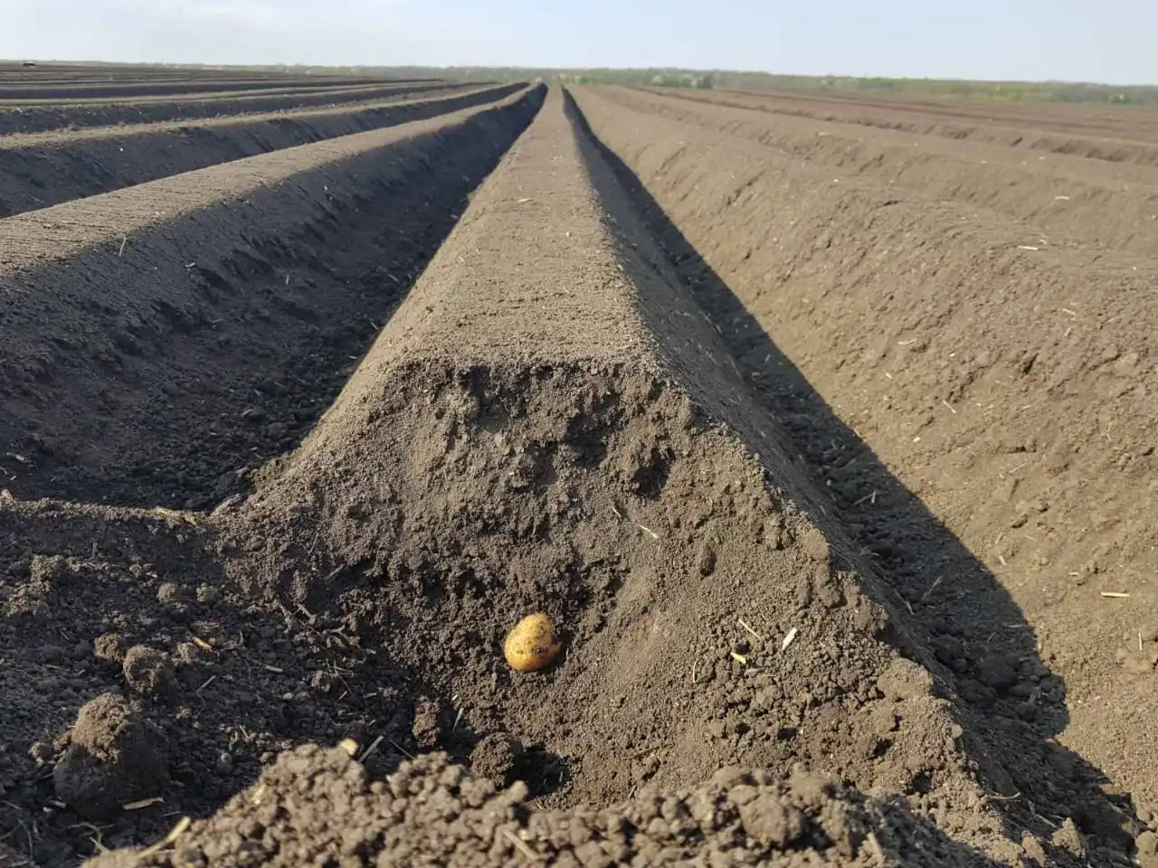 Potato Field In Central Europe